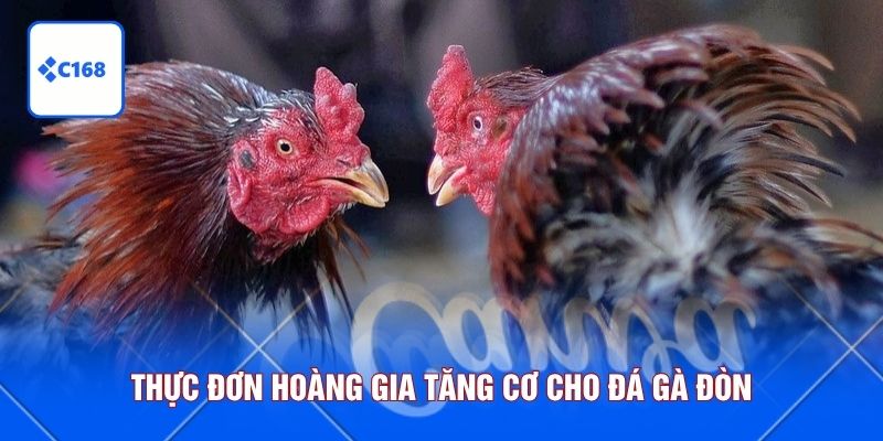 Thực đơn hoàng gia tăng cơ cho đá gà đòn